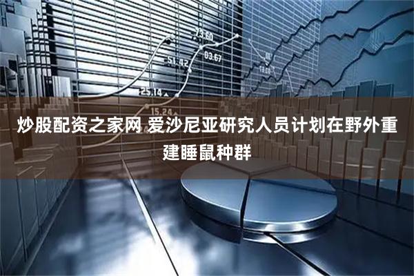 炒股配资之家网 爱沙尼亚研究人员计划在野外重建睡鼠种群